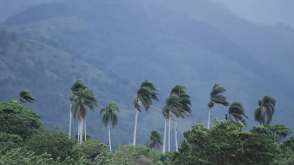 Viento Muy Fuerte Contra Grupo Palmeras Reales Roystonea Regia Paisaje — Vídeos de Stock