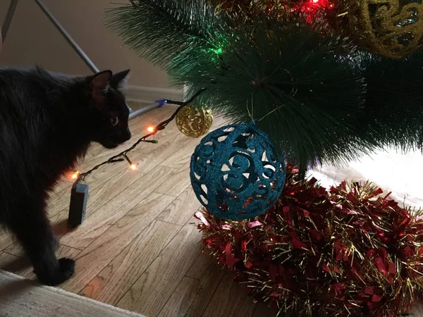 Foto Año Nuevo Gatos Casa Junto Árbol Navidad Alegría Animal — Foto de Stock