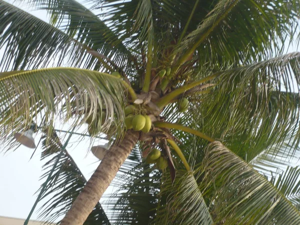 Zdjęcie Palm Wybrzeżu Oceanu Zielenina Powietrze Letni Krajobraz Ciągu Dnia — Zdjęcie stockowe