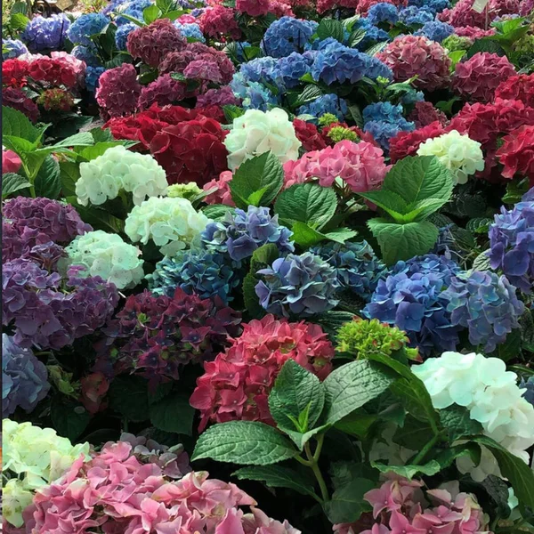 Bouquet Fleurs Êtres Chers Être Cher Joie Bonheur Dans Les — Photo