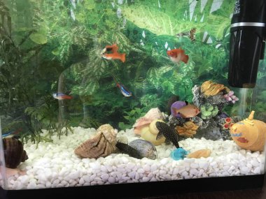 Balık ve suyla akvaryum. Küçük balıklar. Farklı renklerde kızarma. Yeşil arka plan. Taşlar ve beyaz çakıllar. Nemo 'yu bulmak. Deniz kabukları ve salyangozlar. Resif ve deniz yaşamı.