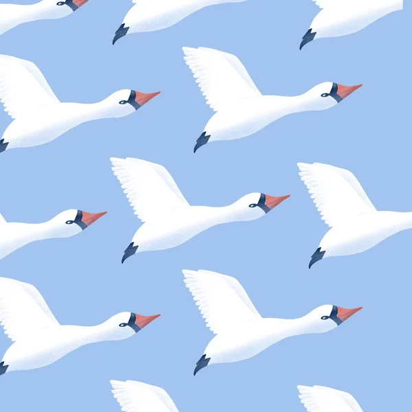 Pattern with swans.  Drawing with birds.  White wings.  Red beak.  Swans are flying. Blue background.  Wildlife.  Flora and fauna. Migratory birds pattern.