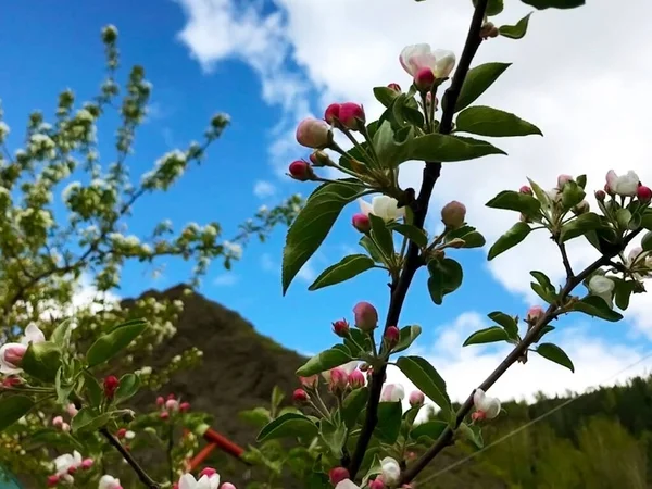 Summer Landscape Life Out Town Nature Russia Mountains Siberia Tree — Stock Photo, Image