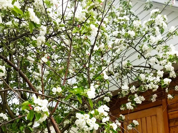 Die Blumen Sind Erblüht Haus Land Klarer Sommerhimmel Wetter Für — Stockfoto