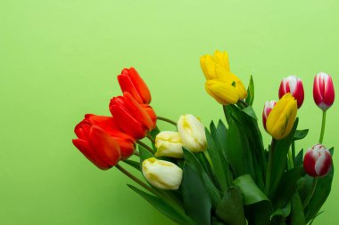 Yeşil bir duvarın önünde sarı ve kırmızı lalelerle dolu bir hayat.