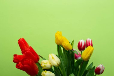 Yeşil bir duvarın önünde sarı ve kırmızı lalelerle dolu bir hayat.