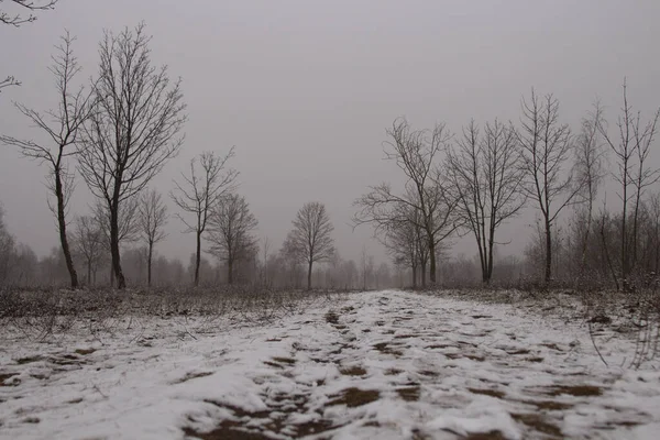 Piękne Tło Zimowym Krajobrazem Alejki Śnieżnymi Drzewami — Zdjęcie stockowe