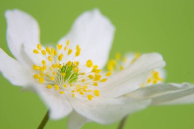 Yeşil arka plandaki beyaz kar damlası ormanda çiçek açıyor..