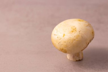 Gri arka planda bir şampiyon. .text için telif alanı kenarı görünümü.