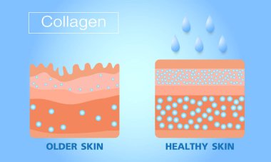 Kolajen, eski cilt ve sağlıklı cilt, koruma cildi, vektör