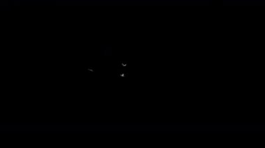 Beyaz ağaç kuşları gökyüzünde siyah zemin üzerinde üç boyutlu görüntülerle uçuyor..