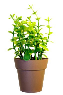Kahverengi plastik tencerenin içindeki küçük ağaç..