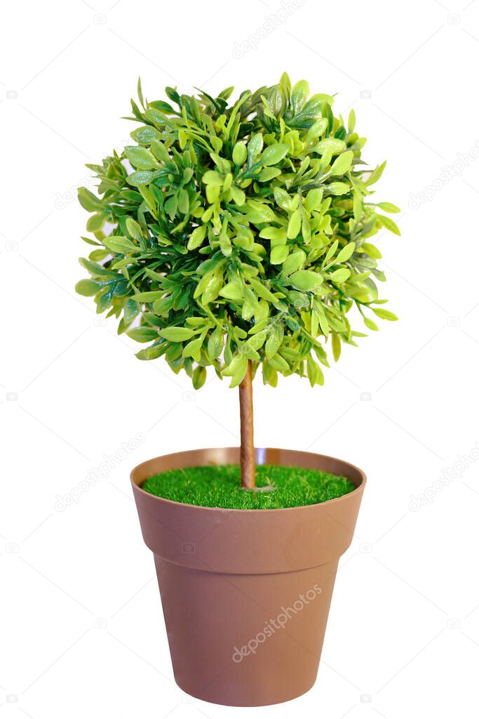 The small tree for decorate inside brown plastic pot.