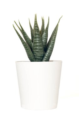 Süslenmek için beyaz tencerede küçük güzel bir ağaç.