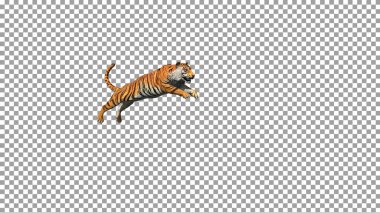 Bengal kaplanı sıçrama pozu üç boyutlu animasyon ile uçurum gerçekçiliği arasında alfa içerir.
