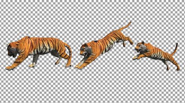 Bengal kaplanı poz vermek için 3D görüntüleme ile sıçrama animasyonu alfa için çalışma yolunu içerir.