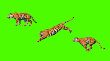 Bengal kaplanı pozu 3D görüntüleme ile poz vermek için zıplama animasyonu yeşil ekran içerir.
