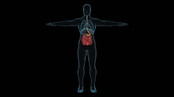 Ray Teljes Test Kék Szín Átlátszó Van Folyadék Áramlását Gyomorba — Stock Fotó