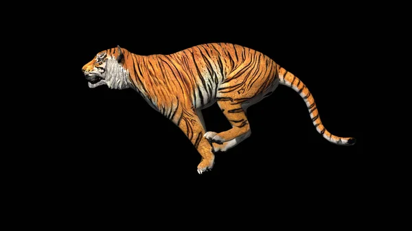 Bengalski Tygrys Pozycji Startu Skok Renderowania Ścieżka Pracy Dla Alfa — Zdjęcie stockowe