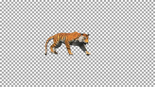 Bengálský Tygr Chůze Pózovat Realisticky Podlaze Animace — Stock fotografie