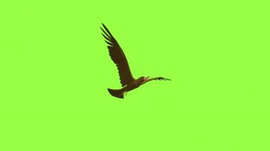 Kuşun üç boyutlu animasyonu gökyüzü döngü döngüsü animasyonu üzerinde uçuyor ve alfa anahtar ışığı için yeşil arkaplan ve 3D görüntüleme.