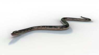 Gerçekçi yılan animasyonu beyaz zeminde üç boyutlu görüntüleme ile hareket ediyor..