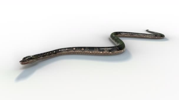 Realistic Snake Animation Moving Loop White Floor Rendering — Stock Video © iamprotae #370981668 Realistic Snake Animation Moving Loop White Floor Rendering — Stock Video © iamprotae #370981668