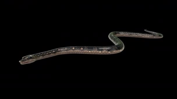 Realistic Snake Animation Moving Loop Black Floor Rendering Include Alpha — Stock Video © iamprotae #370988044 Realistic Snake Animation Moving Loop Black Floor Rendering Include Alpha — Stock Video © iamprotae #370988044