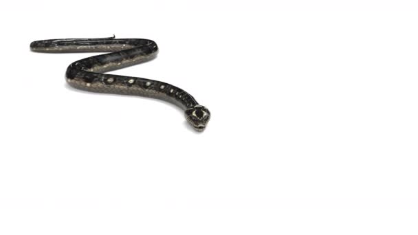 Le serpent réaliste 3d animation attaque vélo avant à la caméra sur fond blanc avec rendu 3d .