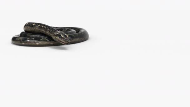 Serpent réaliste dans l'animation d'attaque images stock avec rendu 3d dans le chemin alpha .