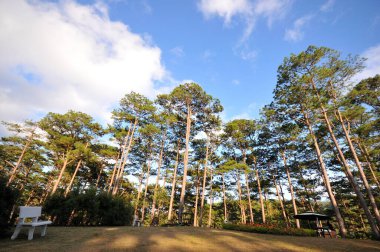 Vietnam 'daki Dalat' ta güneşten parlayan orman manzarası