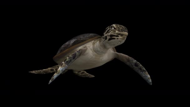 Sea Turtles Swim Animation Loop Rendering Include Alpha Path — Stock Video