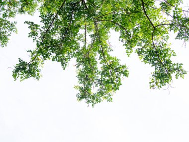 Perspektif görünümünde yol çimento bloğu arasındaki çimenleri kapat.
