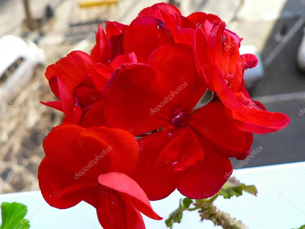 Flower pot with red geranium flower