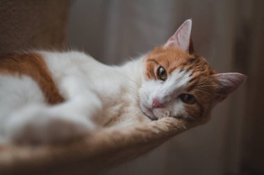 Sevimli evcil kedi yatağında dinleniyor.