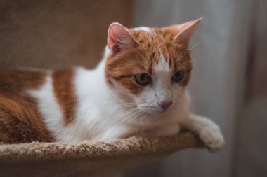 Kedi yatakta rahatlatıcı