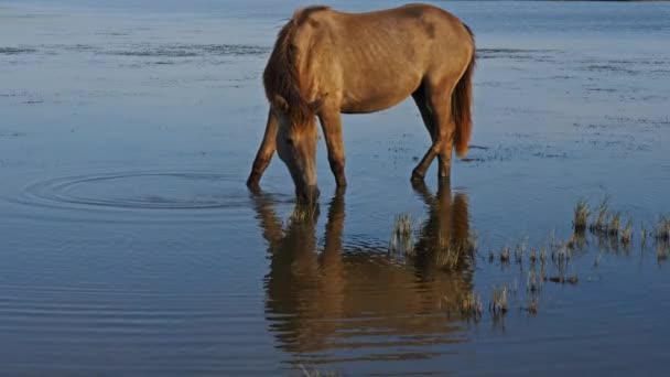 Cavalli Bianchi Camargue Camargue Francia — Video Stock