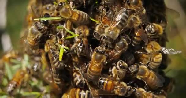 Swarm Bees Occitanie France — Stock Video