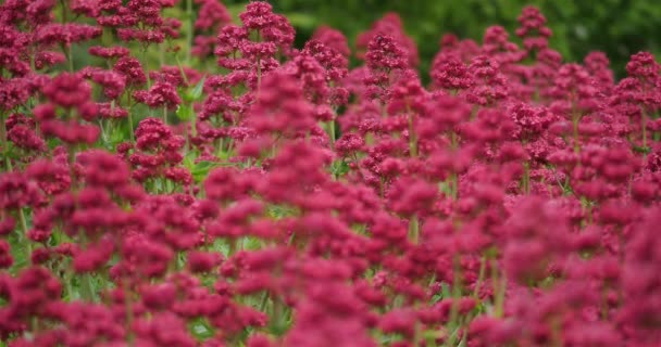 Ruber Centranthus Llamado Valeriano Rojo — Vídeos de Stock