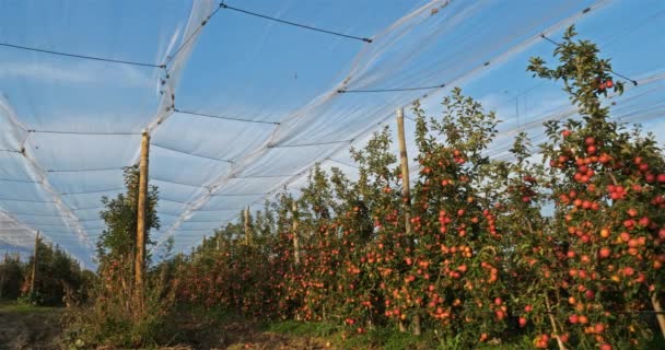 Die Apfelbäume Obstgarten — Stockvideo