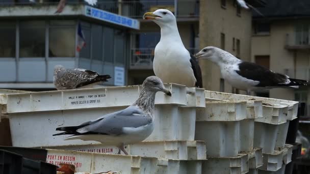 城市地区的海鸥 法国诺曼底卡尔瓦多梅尔河畔的海鸥 海湾边的Courseulles码头 正在享用圣詹姆斯贝壳的海鸥休息 — 图库视频影像