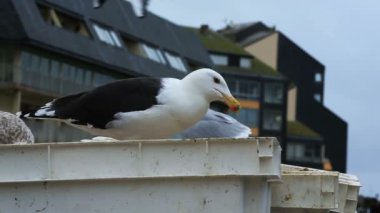 Bir kentsel alanda martılar, Courseulles sur Mer, Calvados, Normandiya, Fransa. Courseulles sur Mer limanında Martı yiyen Aziz James kabuğu dinleniyor..