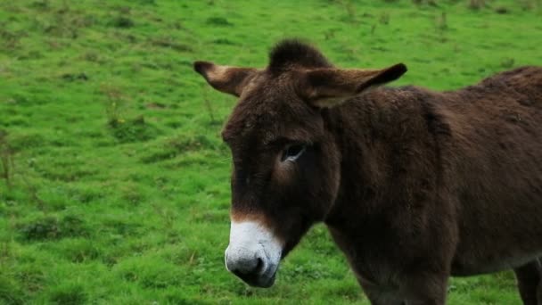 Burro Nos Campos Normandia França — Vídeo de Stock