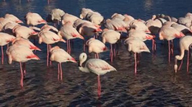 Büyük Flamingolar (Phoenicopterus roseus), Pont de Gau, Camargue, Fransa.
