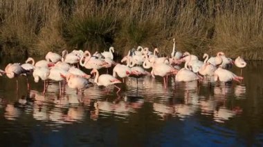 Büyük Flamingolar (Phoenicopterus roseus), Pont de Gau, Camargue, Fransa.