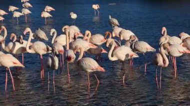 Büyük Flamingolar (Phoenicopterus roseus), Pont de Gau, Camargue, Fransa.