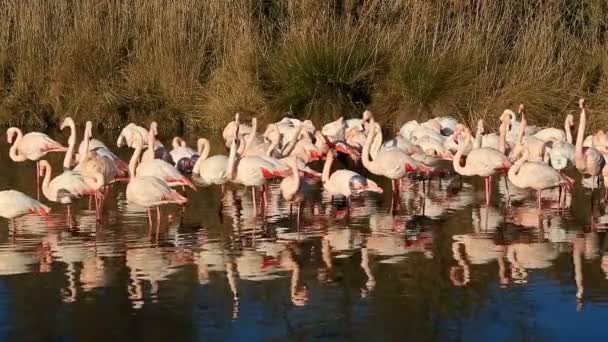 Greater Flamingos Phoenicopterus Roseus Pont Gau Camargue França — Vídeo de Stock