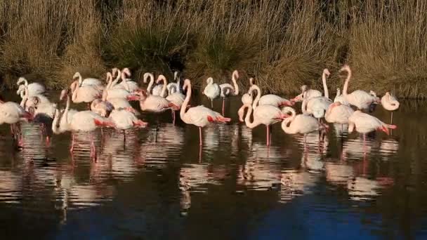 Greater Flamingos Fenicopterus Roseus Pont Gau Camargue Francja — Wideo stockowe