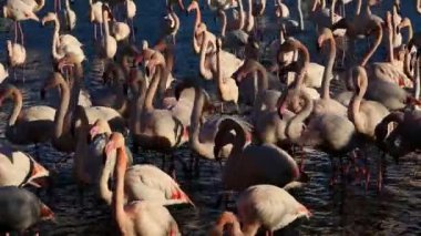 Büyük Flamingolar (Phoenicopterus roseus), Pont de Gau, Camargue, Fransa.