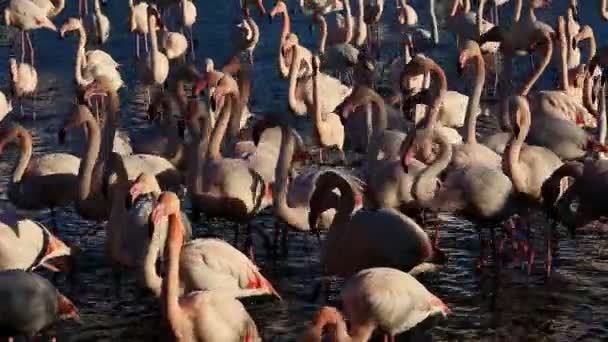 Greater Flamingos Phoenicopterus Roseus Pont Gau Camargue Francia — Vídeos de Stock